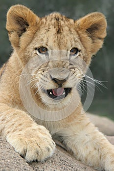 Lion Cub Growling