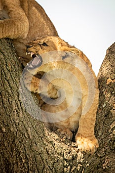 Lion cub growls at another in tree