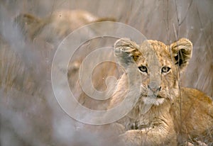 A lion cub and her mother in Kruger National Park,