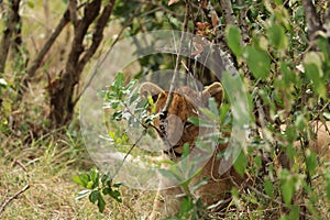 Lion cub hiding behind a bush in the african savannah.