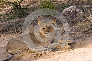 Lion cub in Kgalagadi