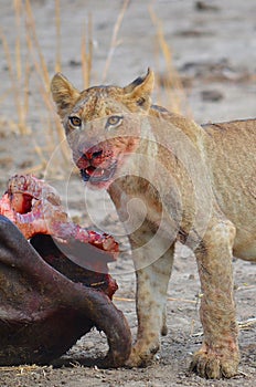 Lion cub with a kill