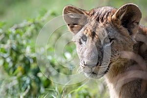 Lion Cub in Lake Nakuru