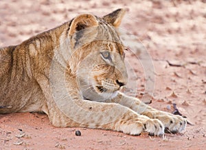 Lion cub lay on brown sand