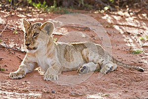 Lion cub lay on brown sand