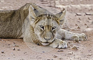 Lion cub lay on sand