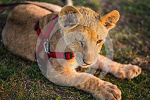 Lion cub on a leash