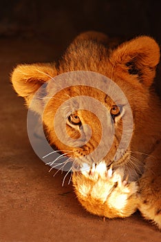 Lion cub licking paw