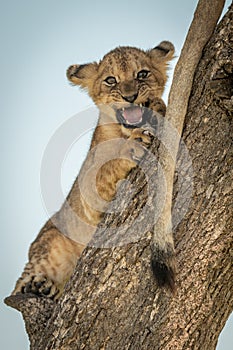 Lion cub lies baring teeth on trunk