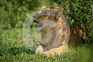 Lion cub lies by bush with mouth open