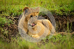 Lion cub lies in ditch licking lips