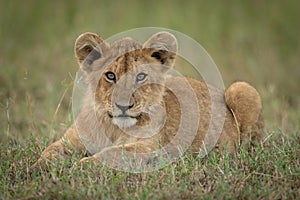 Lion cub lies in grass eyeing camera