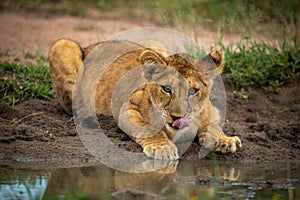 Lion cub lies licking lips beside water