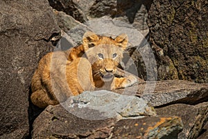 Lion cub lies on rock in sun