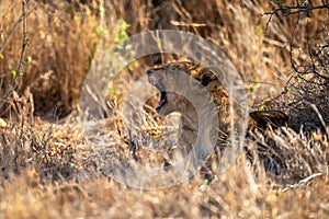 Lion cub lies yawning in dry grass