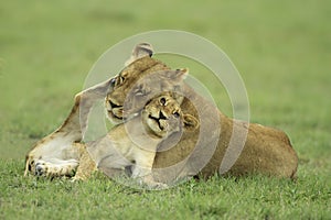 Lion cub and lioness