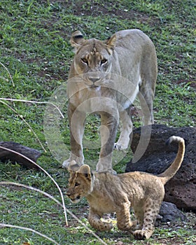 Lion cub & lioness