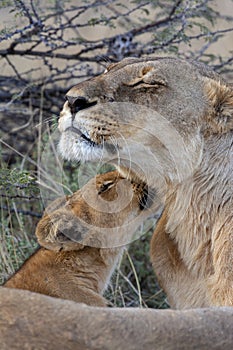 Lion cub and Lioness - Botswana - Africa