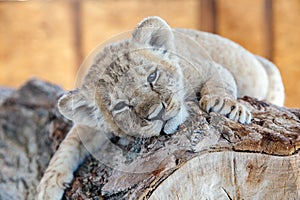 Lion cub on a log. A small cute lion cub lies on a wooden log. Close-up