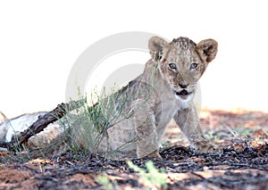 Lion cub looking