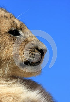 A lion cub from a low angle