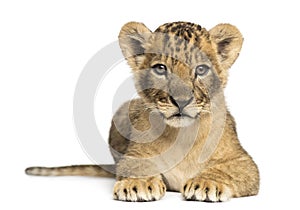 Lion cub lying, looking at the camera, 7 weeks old