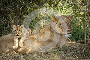 Lion cub lying on it`s mother`s back in Savuti in Botswana