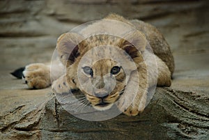 Lion cub