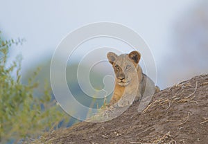 Lion cub lying on termite mound