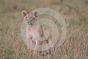 Lion cub in Maasai Mara