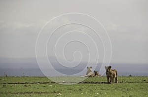 Lion cub at Masai Mara grassland, Kenya