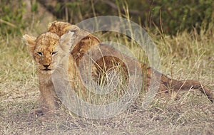 Lion cub in Masai Mara, Kenya