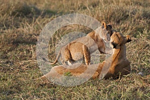 Lion cub in Masai Mara, Kenya