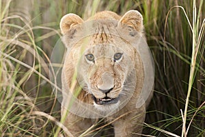 Lion Cub in Masai Mara, Kenya