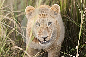 Lion Cub in Masai Mara, Kenya photo