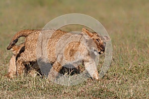 Lion cub  in the Masai Mara National Reserve in Kenya