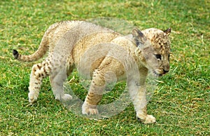 Lion cub moving photo