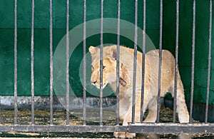 Lion cub is not free in small cages