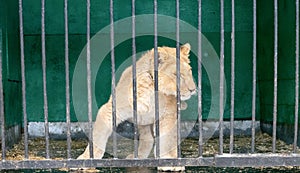 Lion cub is not free in small cages
