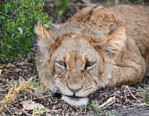 Lion cub Panthera leo