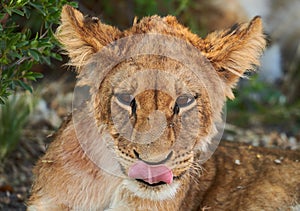 Lion cub Panthera leo