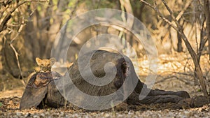 Lion cub (Panthera leo) on African Elephant calf carcass