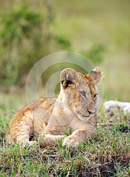 Lion cub (panthera leo) close-up