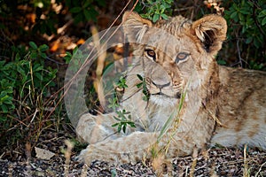 Lion cub Panthera leo portrait.