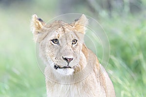 Lion cub (Panthera leo) portrait, sideview,