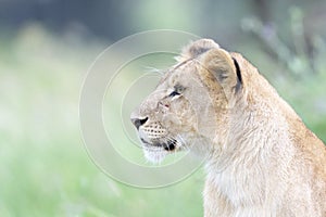 Lion cub (Panthera leo) portrait, sideview,