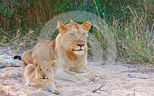 Lion cub (panthera leo) in a pride