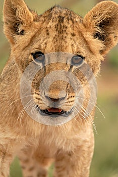 Lion Cub (panthera leo), South Africa