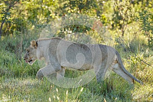A lion cub  Panthera Leo walking in the morning light in the savannah, Welgevonden Game Reserve, South Africa.