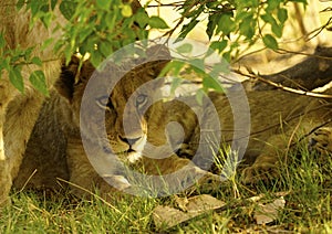 Lion cub peeking out from the Kalahari apple leaf tree